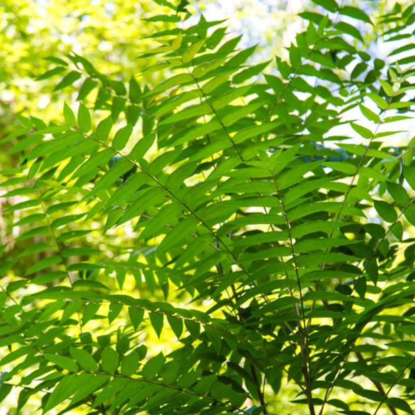 Invitez la nature en coaching et teambuilding ?