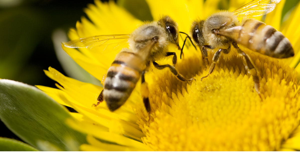 Quand un collaborateur s’épanouit, toute l’entreprise fleurit : le pouvoir des salariés “pollinisateurs”