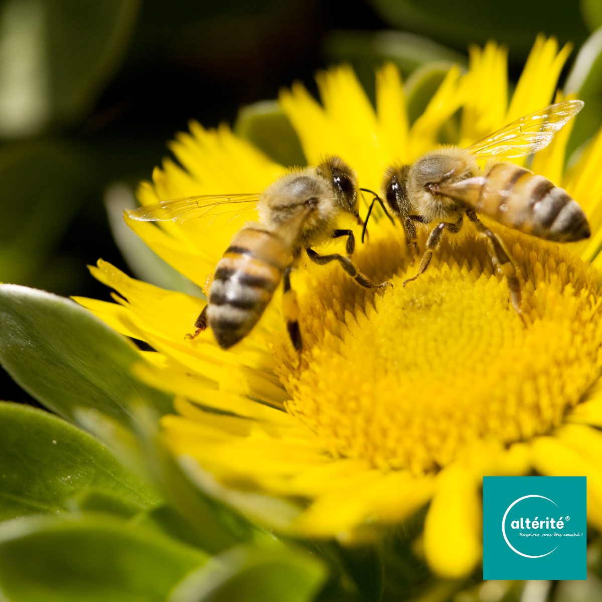 Quand un collaborateur s’épanouit, toute l’entreprise fleurit : le pouvoir des salariés “pollinisateurs”